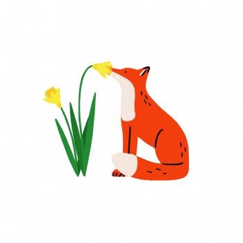 Daffodils and fox
